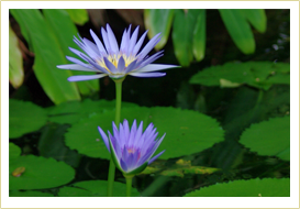 Blue Water Lily(Aquatic plants)