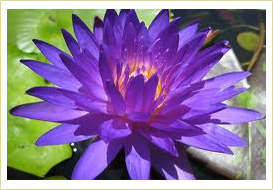 Violet Water Lily