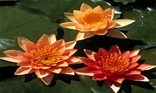 Orange Water Lily