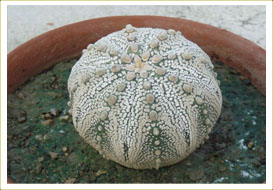 Astrophytum Asterious var. Supar Kabuta