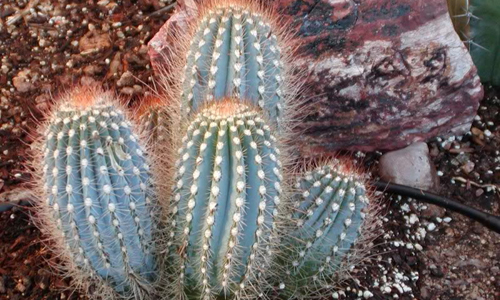 Austrocephalocereus Cactus