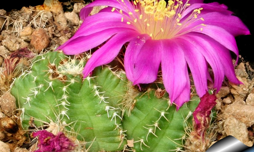 Echinocereus Pulchellus Cactus
