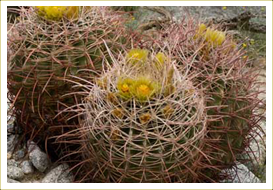 Ferocactus Cactus