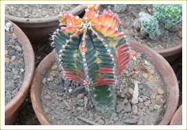 Gymno Multicolor(Grafting) cactus