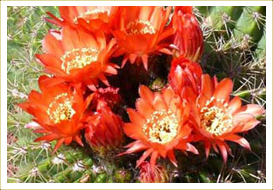Lobivia Huascha Cactus