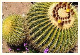 Notocactus Cactus