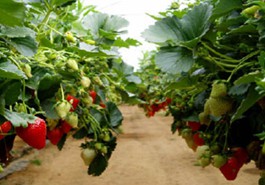hanging-strawberry-plants