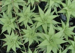 Haworthia Limifolia Green