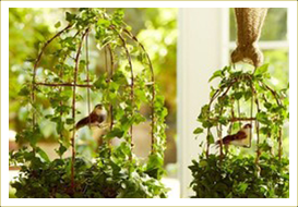 Birdcage Ivy Plant