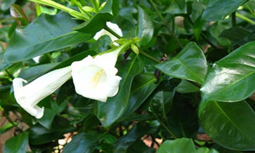 Portlandia Grandiflora