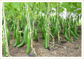 Cucumber Plants