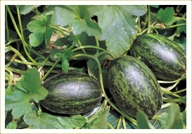 Water Melon Plants