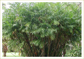 Chamaedorea Palm