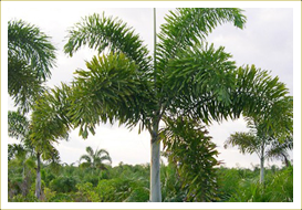 Foxtail Palm
