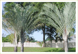 Triangular Palm